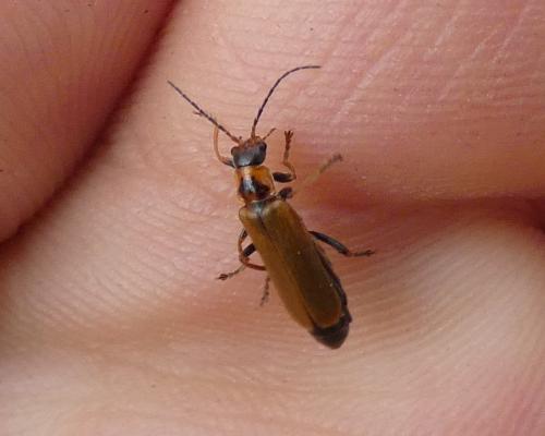 Rhagonycha sp.